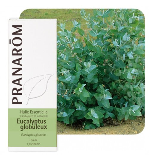 Pranarom eterično ulje Eukaliptus Globulus 10 ml