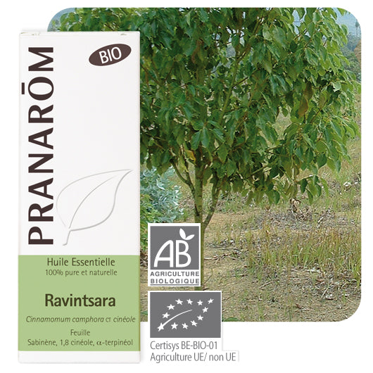 Pranarom eterično ulje Ravensara 10 ml